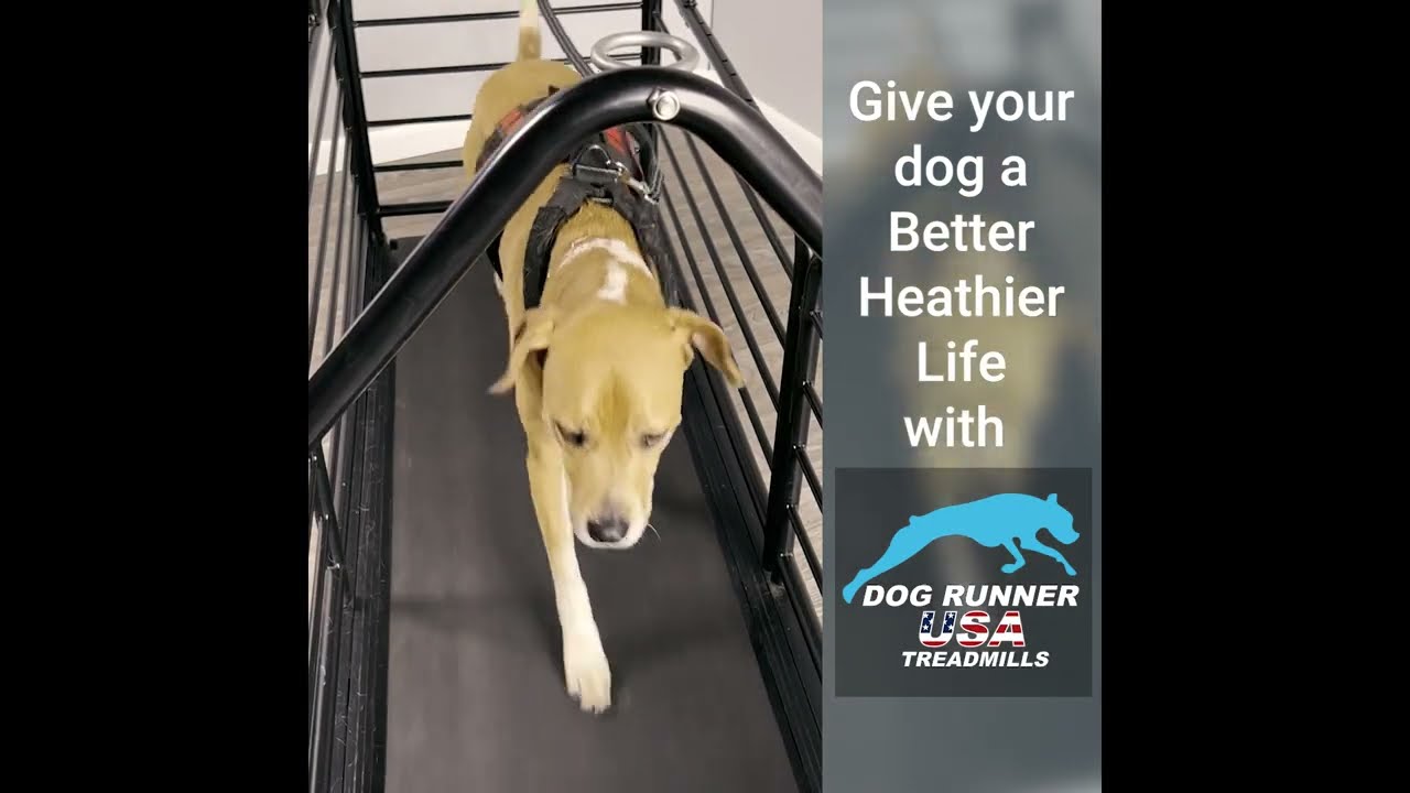 Dog Runner Electric Treadmills Help Exercise Your Dog!