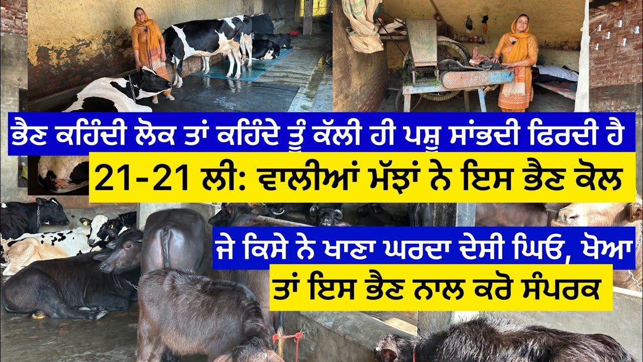 ਭੈਣ ਕਹਿੰਦੀ ਲੋਕ ਤਾਂ ਮੈਨੂੰ ਵੀ ਕਹਿੰਦੇ ਸੀ ਕਿ ਐਵੇਂ ਕੱਲੀ ਹੀ ਪਸ਼ੂ ਸਾਂਭਦੀ ਹੈ 21-21 ਲੀ: ਵਾਲੀਆਂ ਮੱਝਾਂ ਨੇ ਇਸ ……