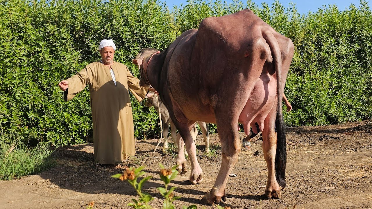 دبابات جاموس عجميات عشر بالحجم العائلي في مزرعة الحاج سيد بدير أضخم جاموس وعجميات عشار👍