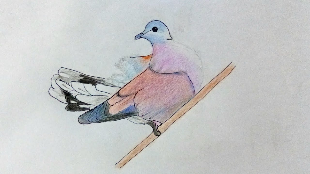  วาดนกเขาไฟ ระบายด้วยสีไม้ Draw a red collared dove and color it with colored pencils. 