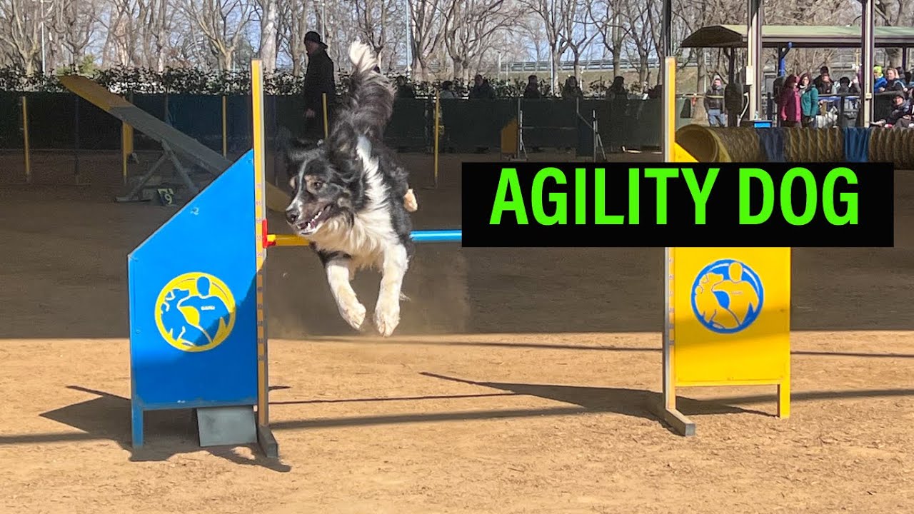 AGILITY DOG A TORINO!
