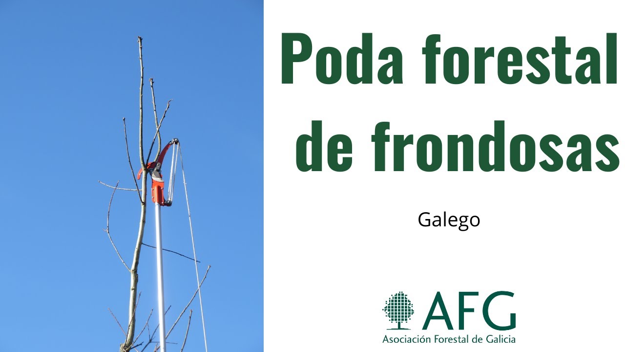 Tecnicas de poda forestal en frondosas (en galego)