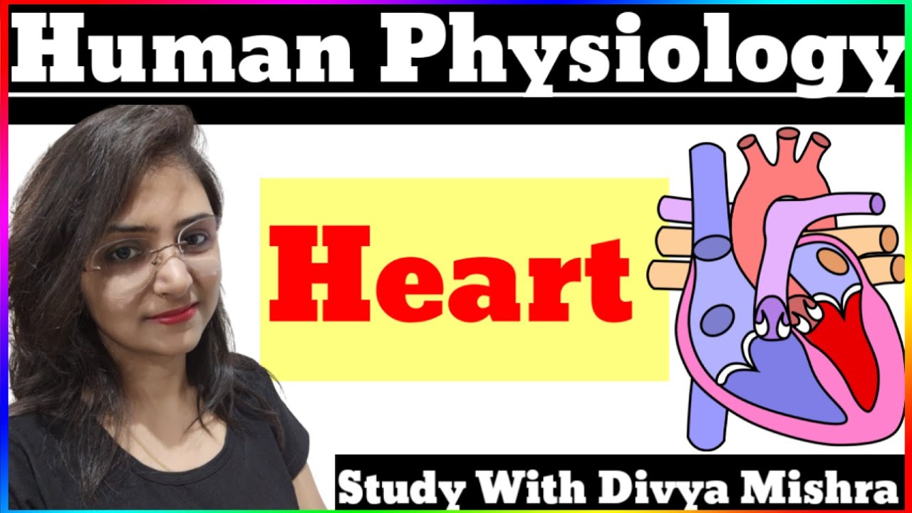 Human Heart || BLOOD Circulatory System BY DIVYA MA'AM || 