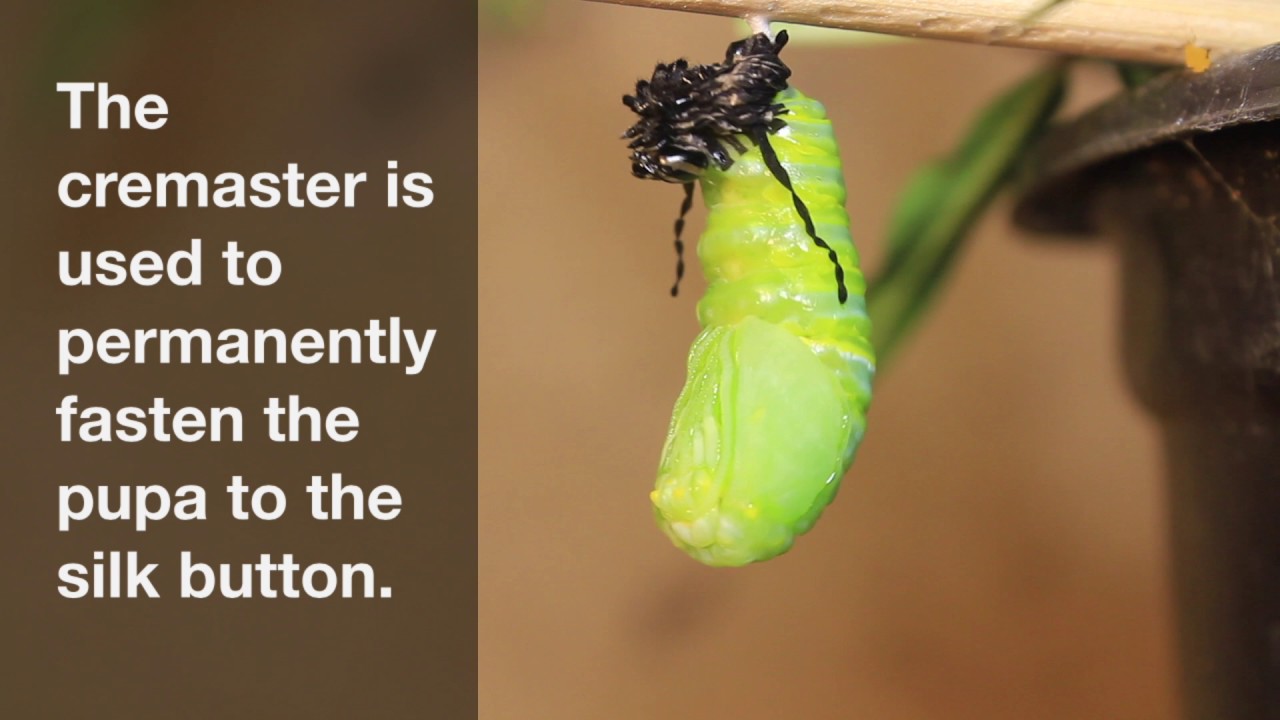 The Life Cycle of Monarch Butterflies