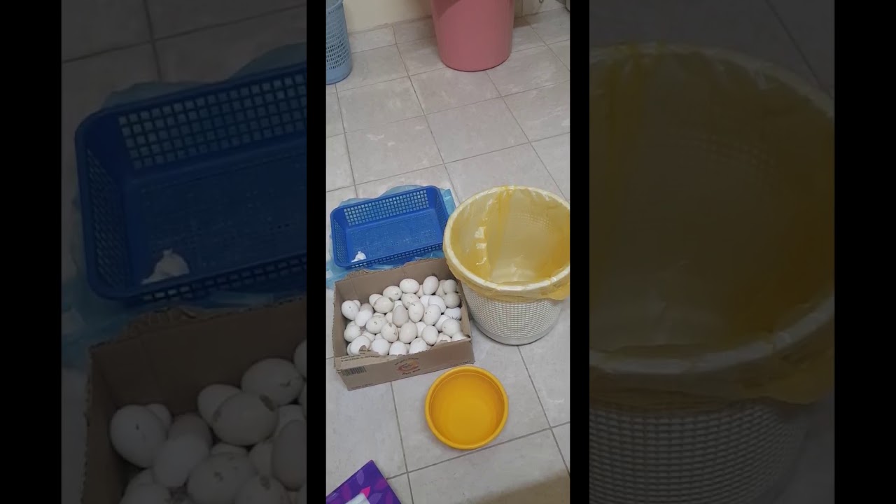 افضل طريقة تنظيف البيض ووضعة في الفقاسة