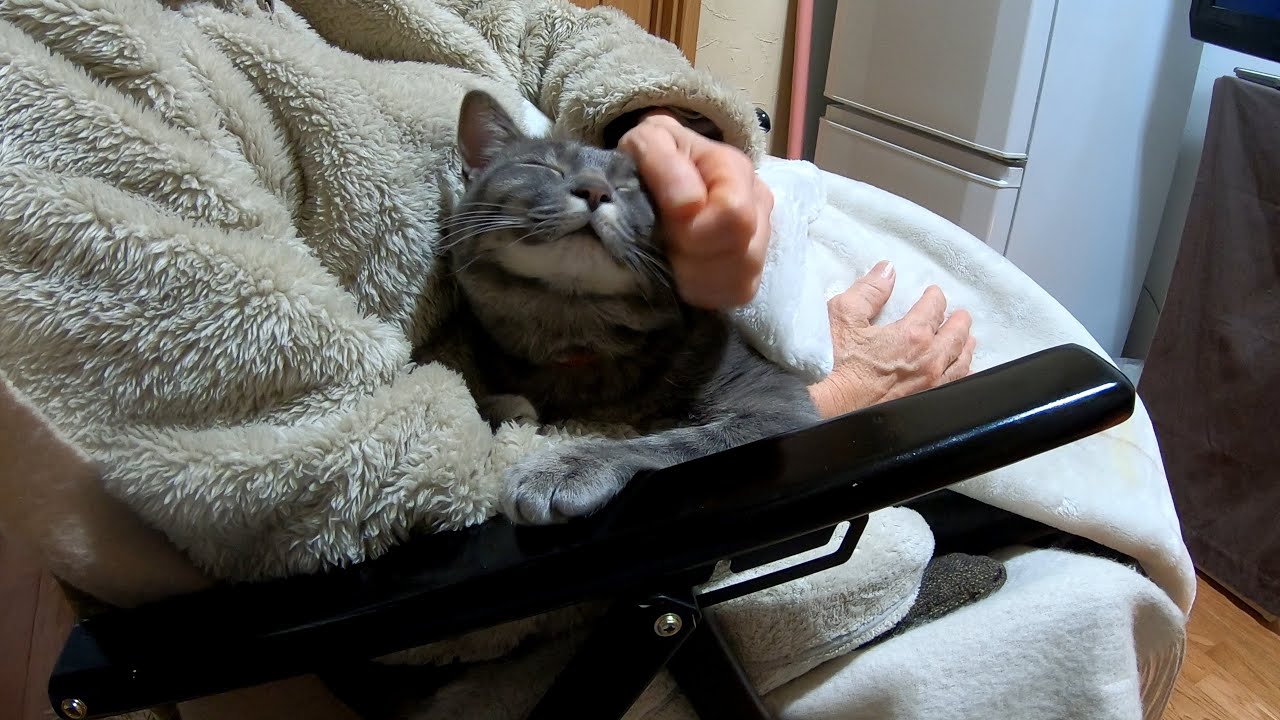 大好きなばーばに撫でられてとろける猫