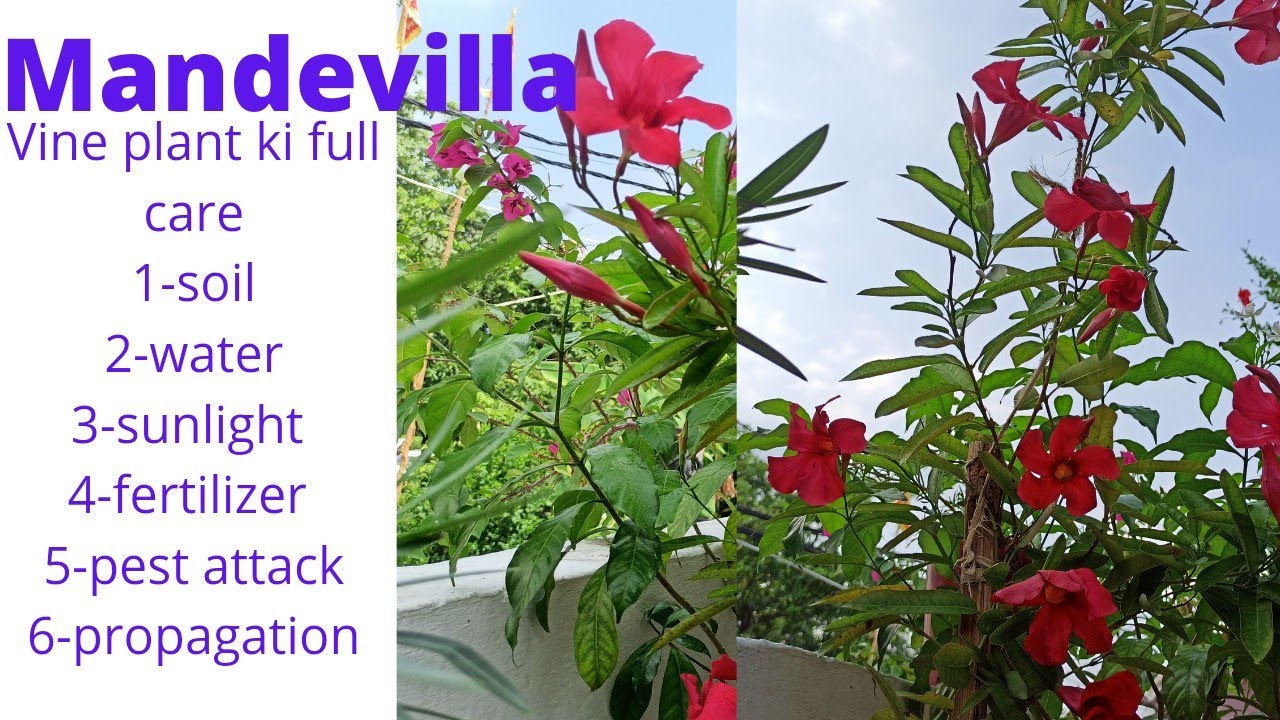 Mandevilla plant care #mandevilla vine#Brazilian jasmine plant care