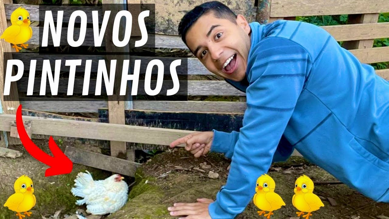 Achei a galinha com muitos pintinhos | Aves Recriar