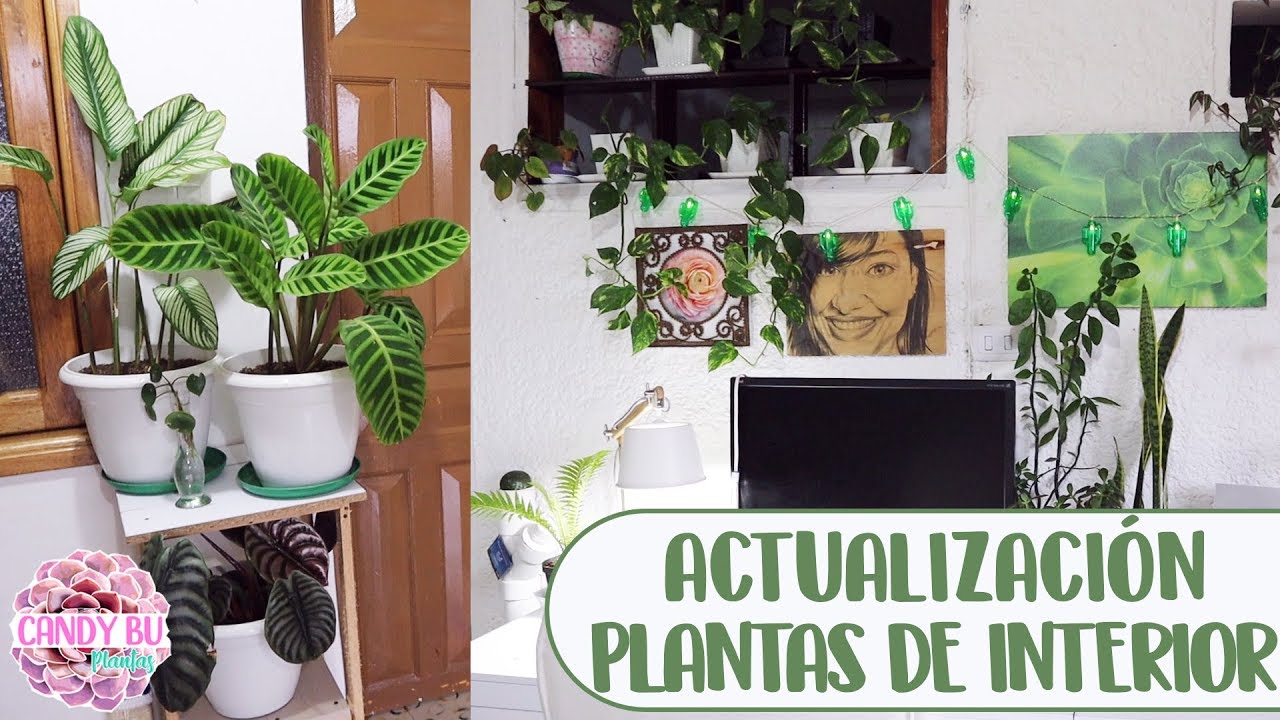 Tour por mis plantas de interior│Candy Bu