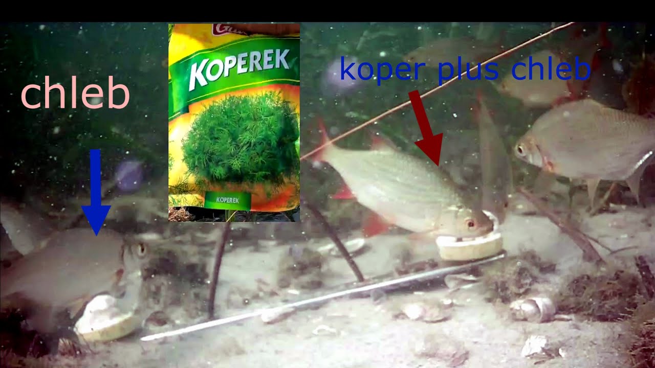 Reakcja ryb na suszony koper