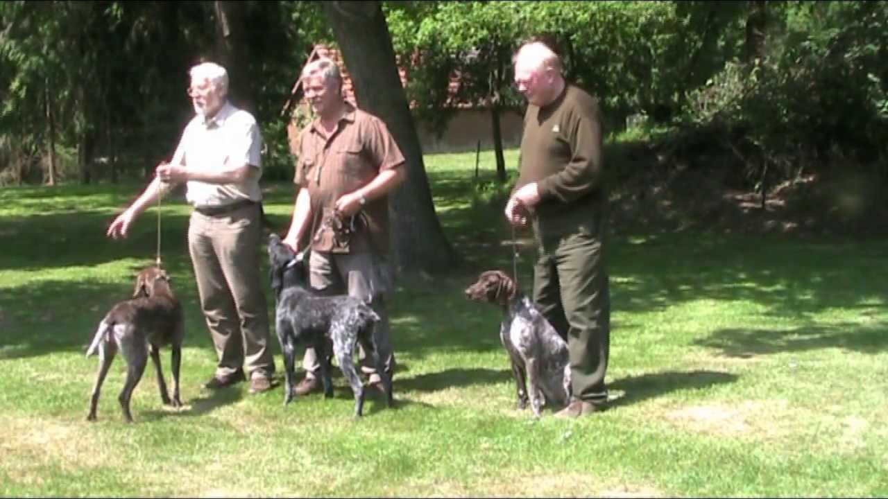 Zuchtschau des Klub-DK-Nordwest