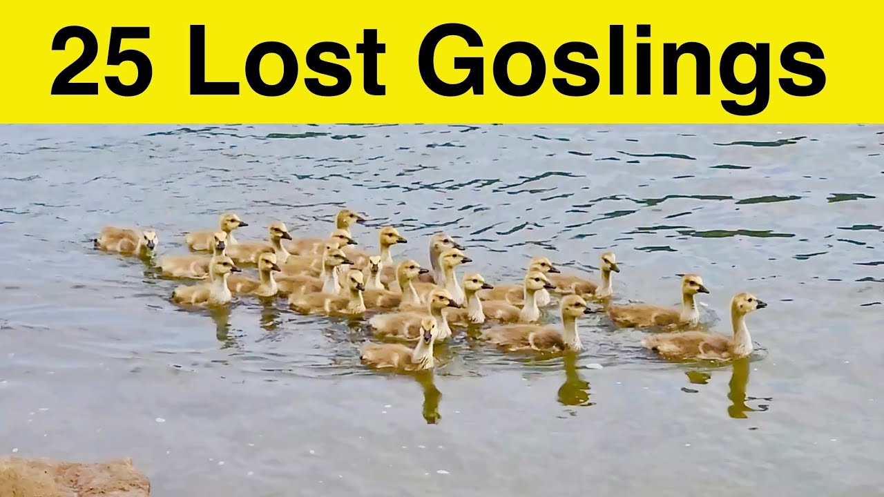 25 Lost Goslings Search for Their Parents