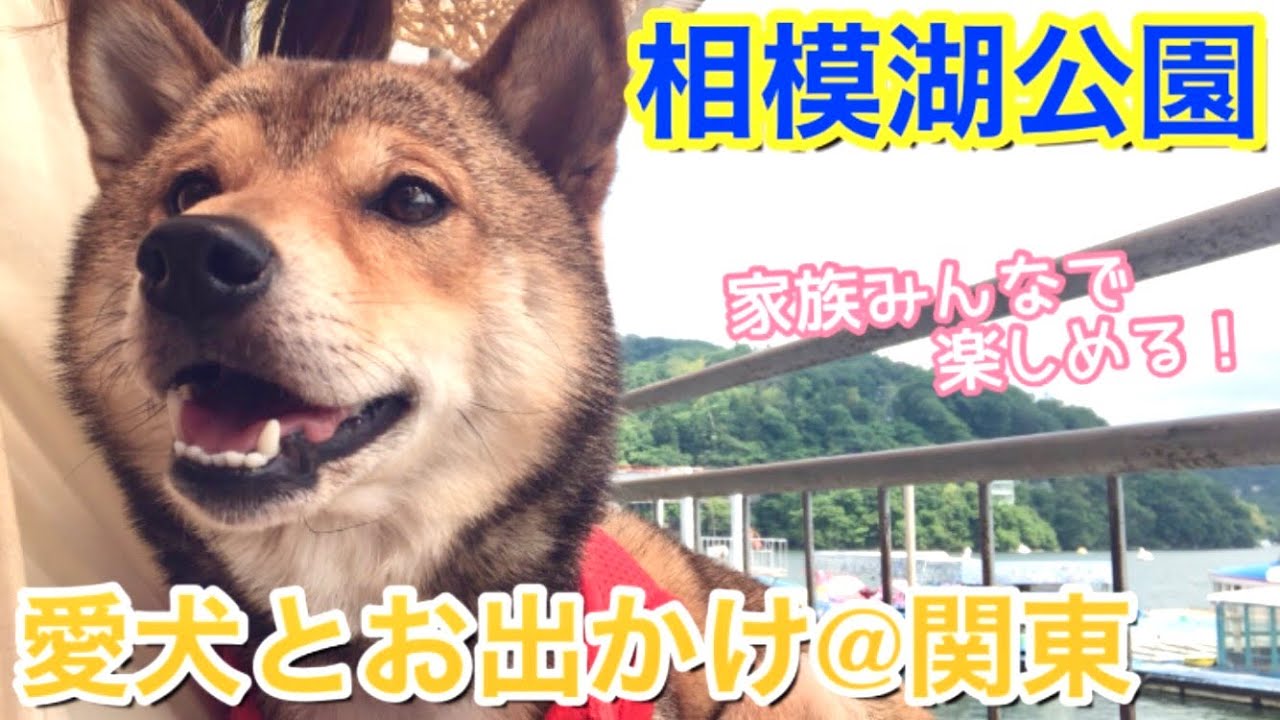 【犬と乗れる遊覧船】子供も大人も愛犬も！家族みんなで楽しめる『相模湖公園』へ行ってきました⛴🦢【柴犬つむ】[shibainu-tsumu]