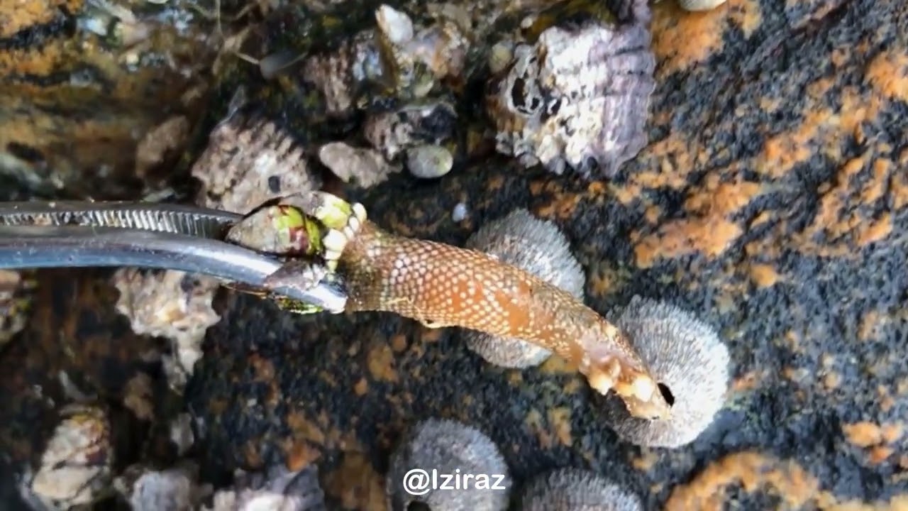 You Know What Is This Episode 782