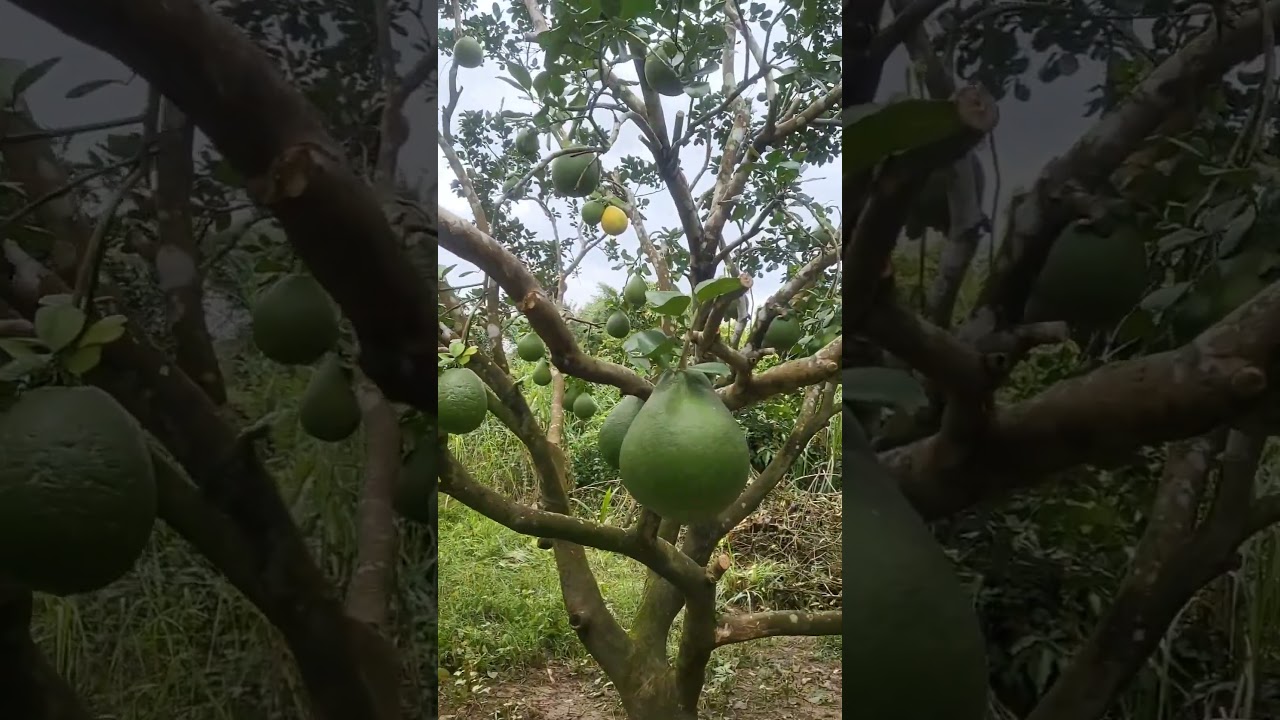 🍈🍈 #funny #fruit #fruity #shortvideo #fruitty