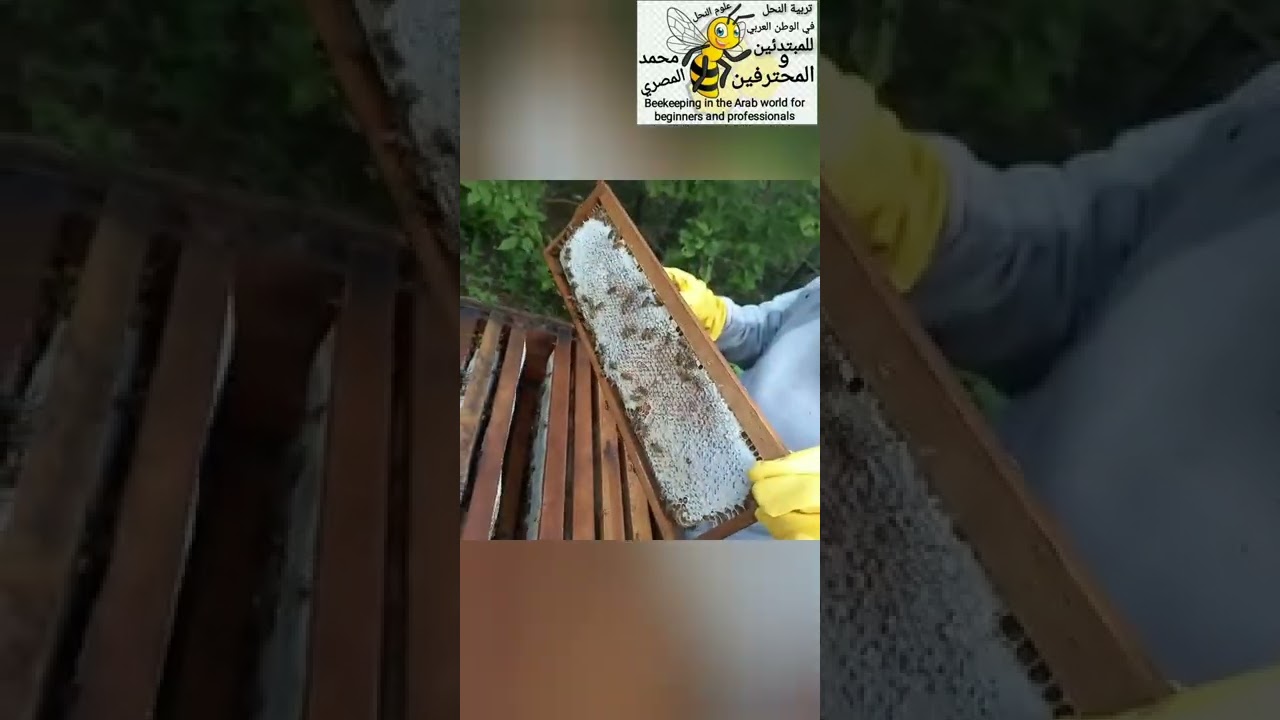مهندس ابو انس النجار والحديث عن موسم الفيض وتجهيزات النحال قبل الفيض وبعد الفيض
