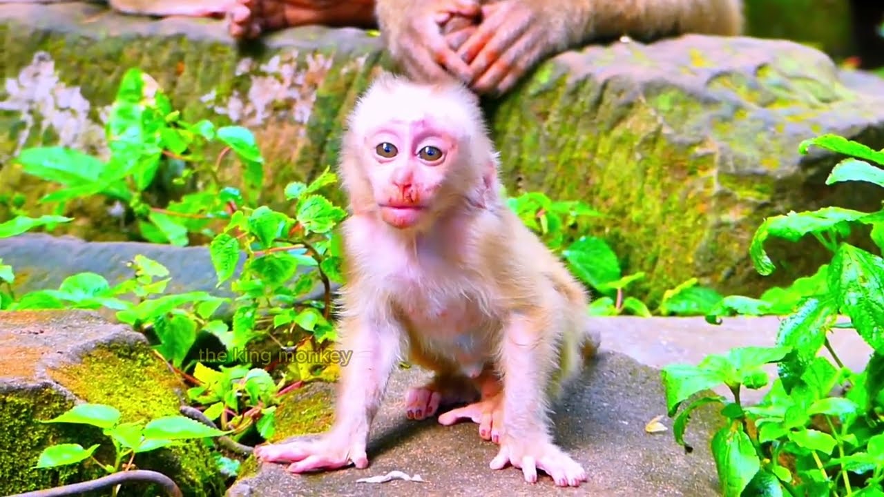 Oh no, why mom LIBBY disc ipline pregnant monkey KACHHOY like this  KACHHOY come to hug bb LEO  1080
