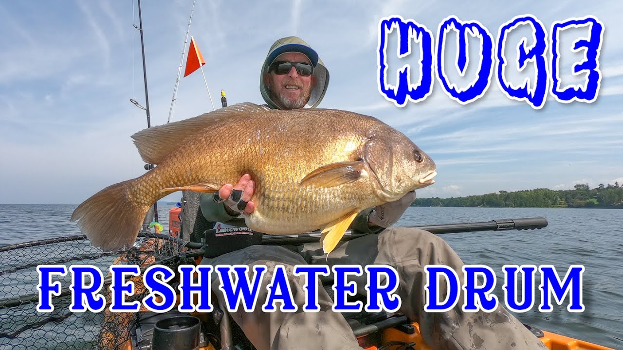 More HUGE Freshwater Drum