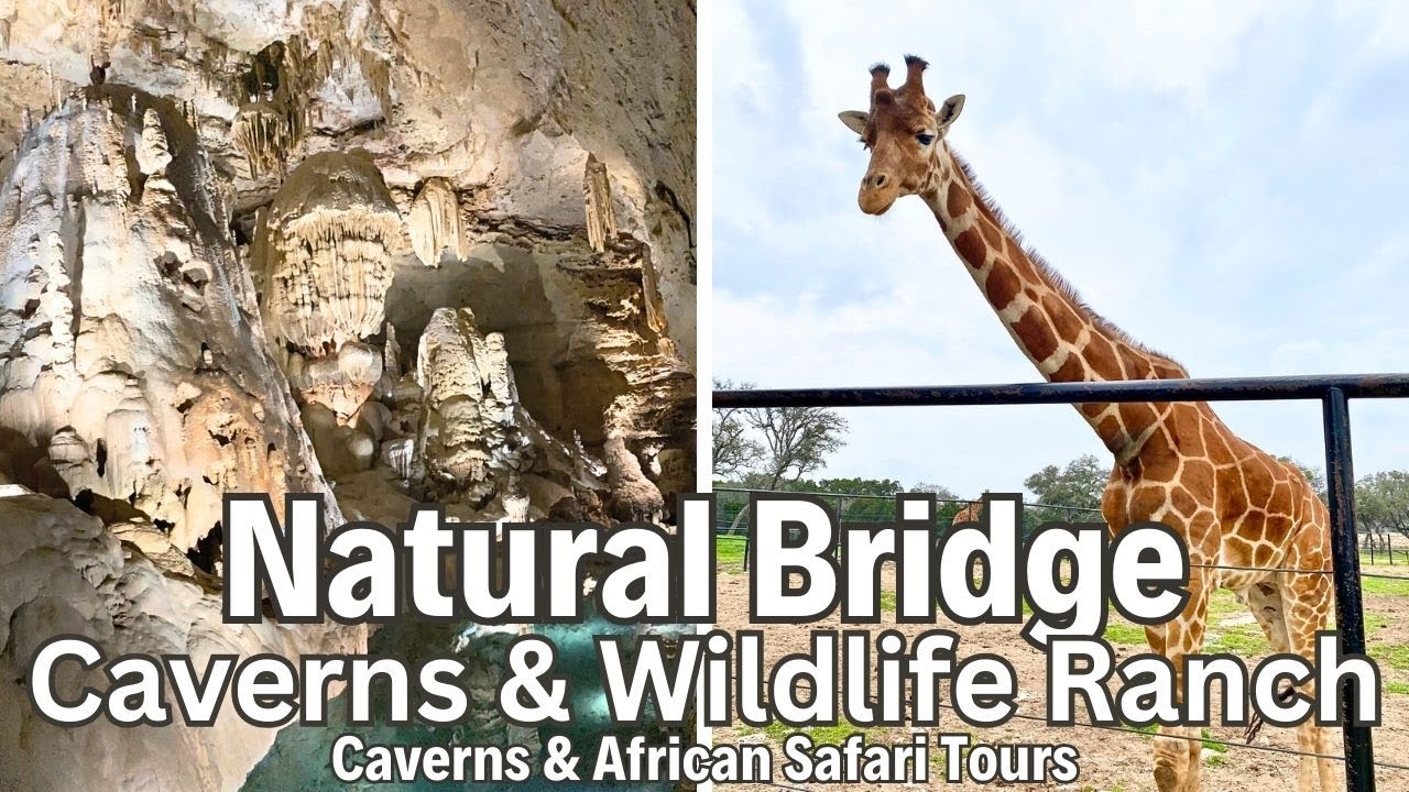 Take a cavern and safari tour at Natural Bridge Caverns and Wildlife Ranch in Texas 