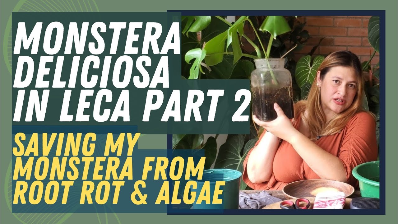 MONSTERA DELICIOSA IN LECA UPDATE | How I Saved My Successful Propagation From Root Rot and Algae