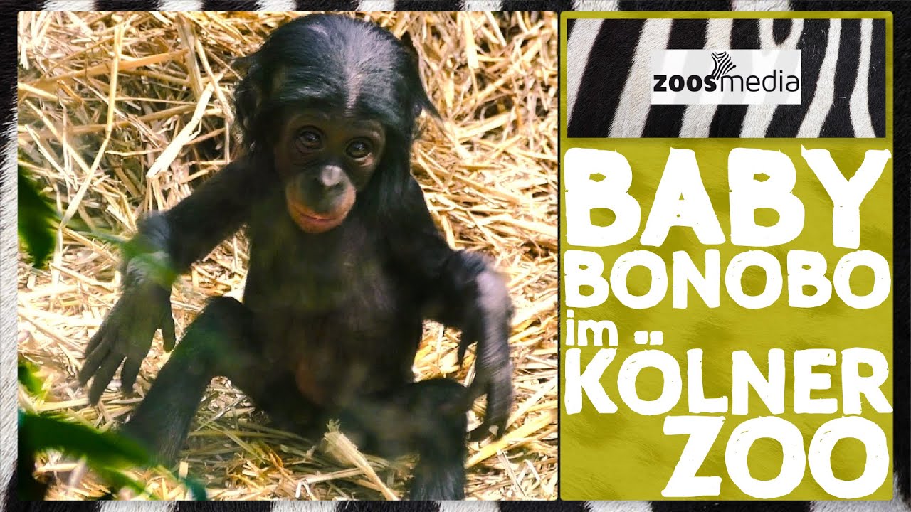BABY Bonobo KIJANI im KÖLNER ZOO | zoos.media