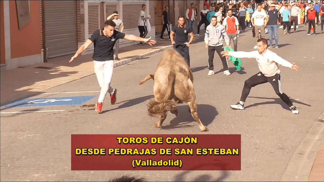 Pedrajas de San Esteban (Va), Toros de Cajón y Capea 