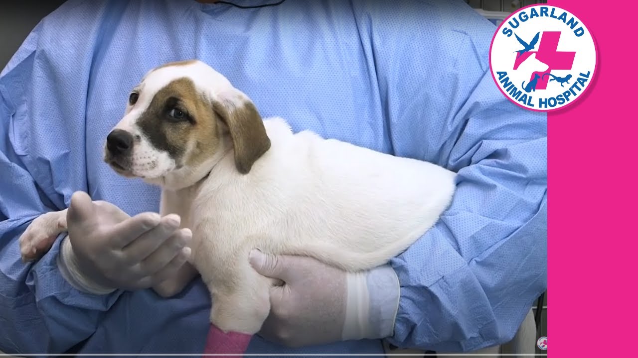 Parvovirus warning for Bundaberg pet owners!