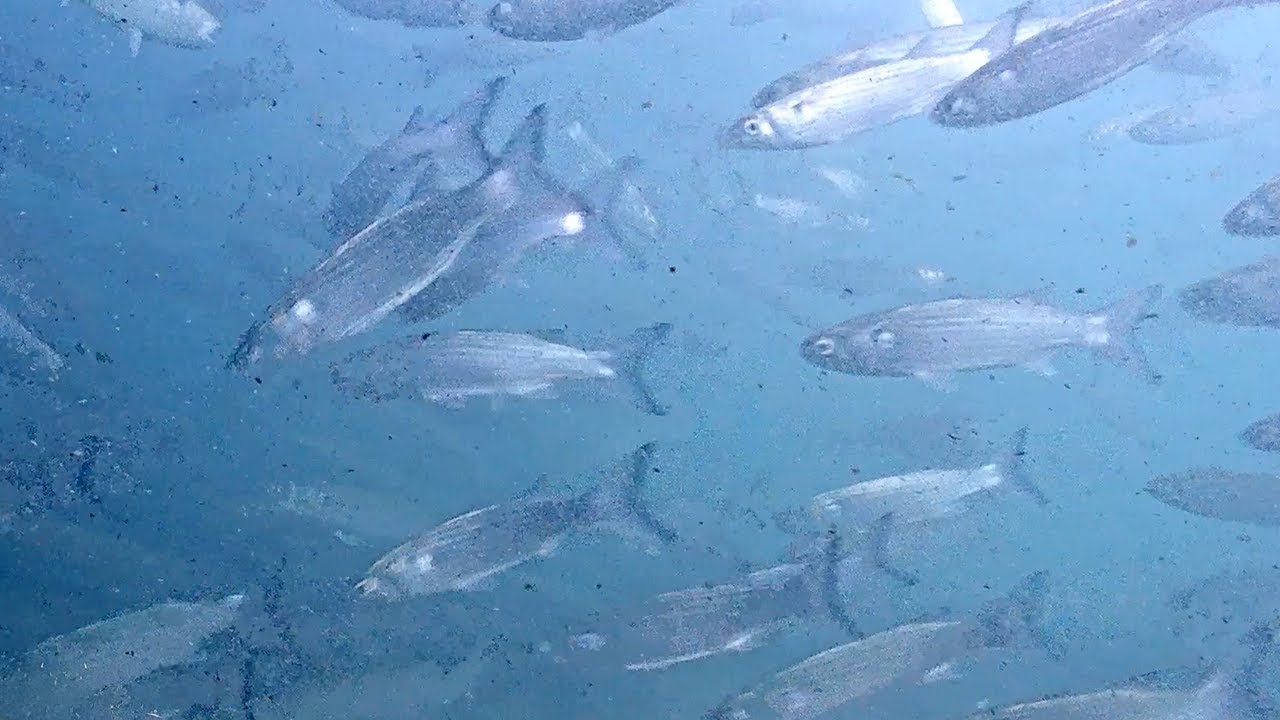 Out of the Murk: Mullet Madness and Lurking Shadows– October 2025 Fish Recap