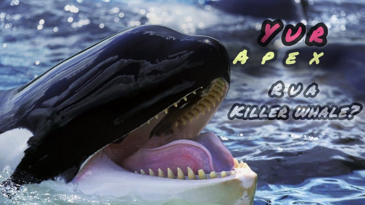 YURAPEX: Killer Whale 🐳 (Dominance & Serenity) ⚪️⚫️