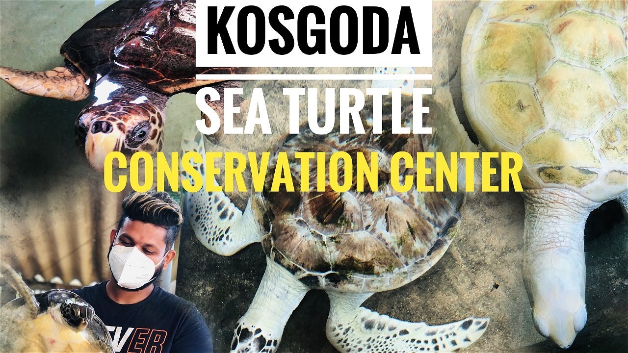 Kosgoda Turtle Conservation & Research Center | කොස්ගොඩ මුහුදු කැස්බෑ සංරක්ෂණ සහ පර්යේෂණ මධ්‍යස්ථානය