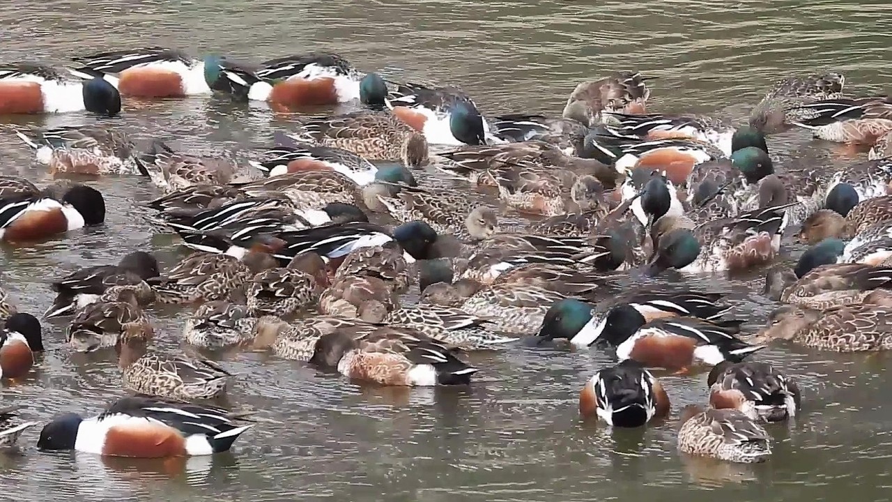 The 'Eye of the Storm' : Shovelers Form a Feeding Circle on the pond
