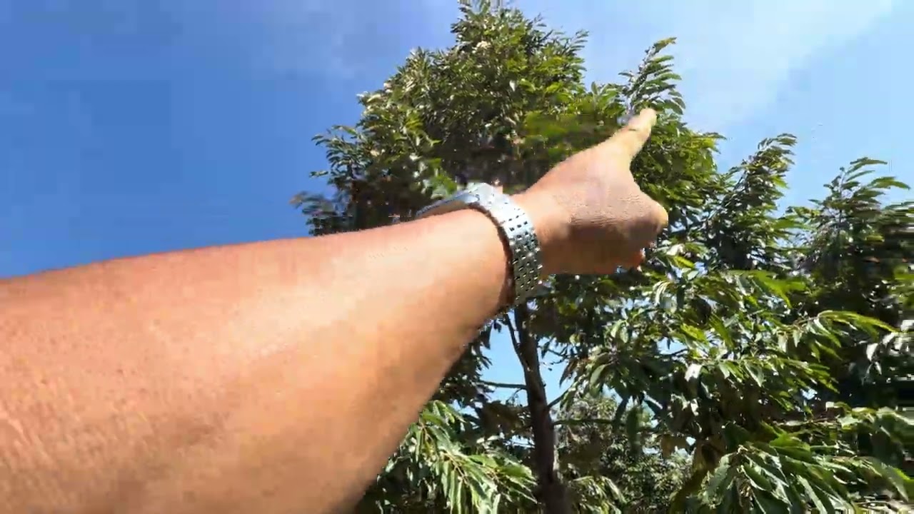 Những cơn mưa bất chợt làm rụng hết bông sầu riêng 