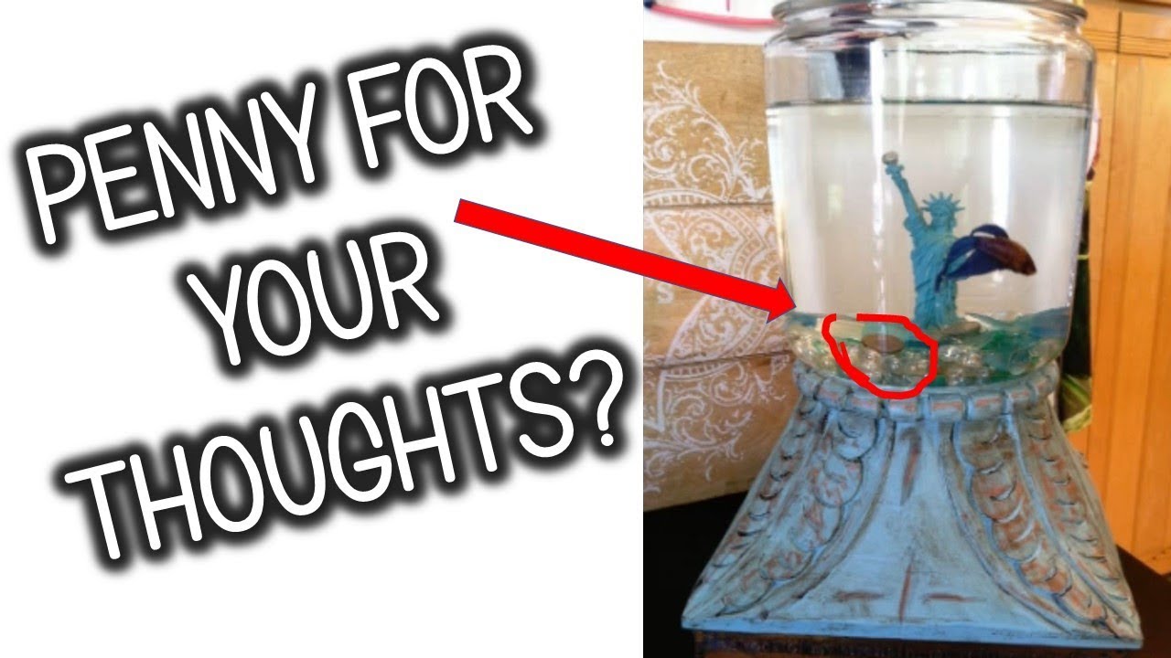 Best And Worst Betta Fish Tank Set Ups | Tuesday Tank Reviews