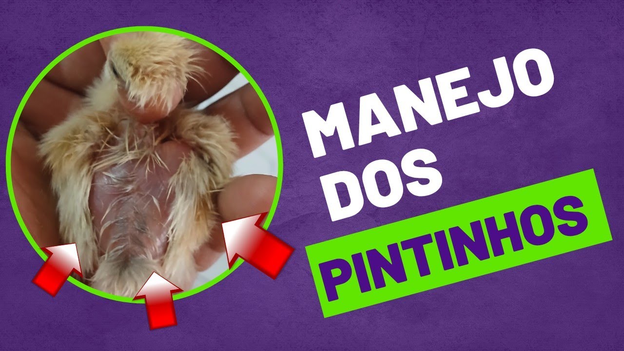 MANEJO DOS PINTOS POLACO GIGANTE/ INDIO GIGANTE 