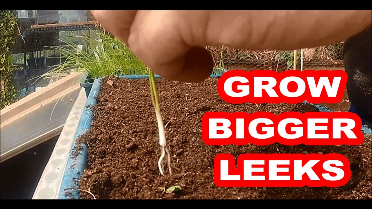 Growing Leeks, The First Transplant
