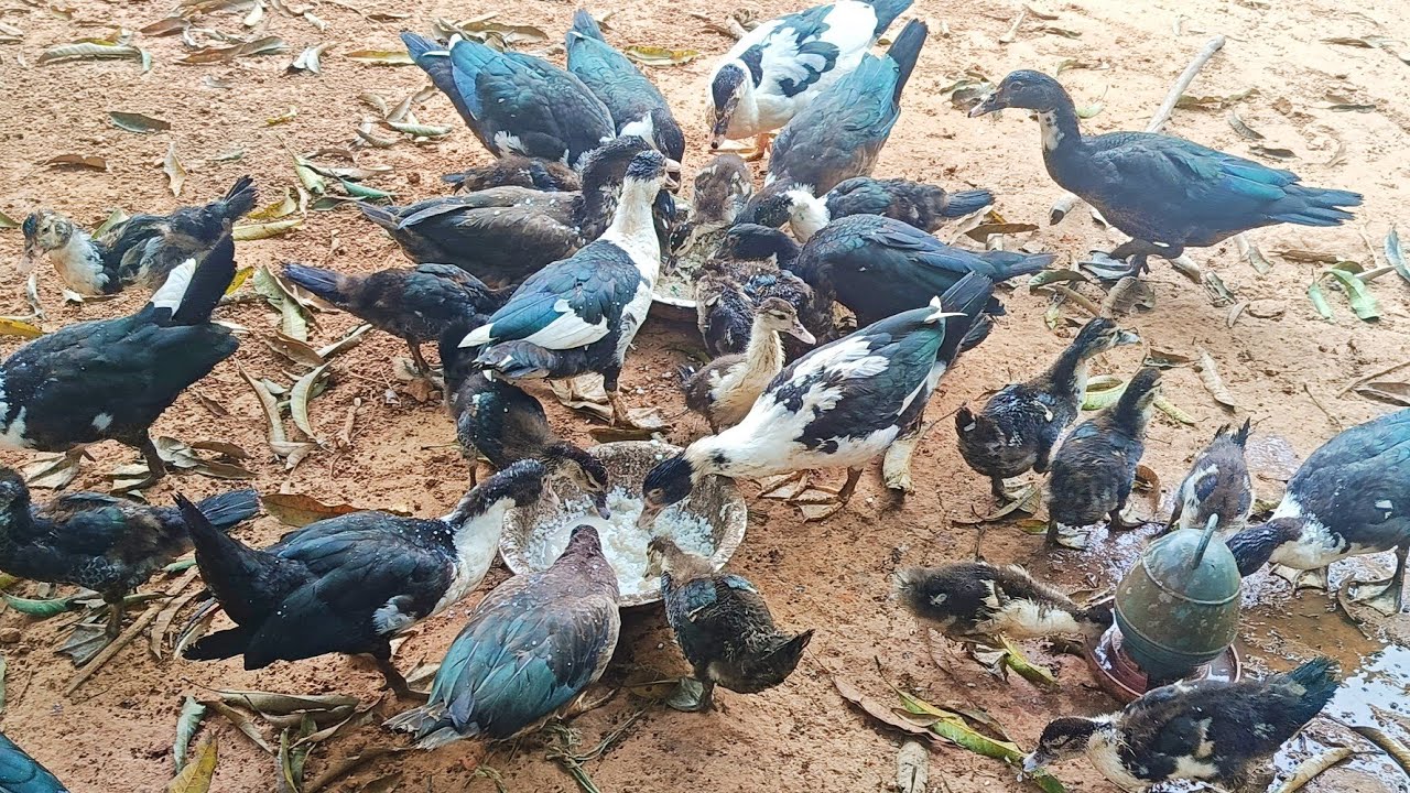muscovy ducks ke total update // ducks farming in India 🦆