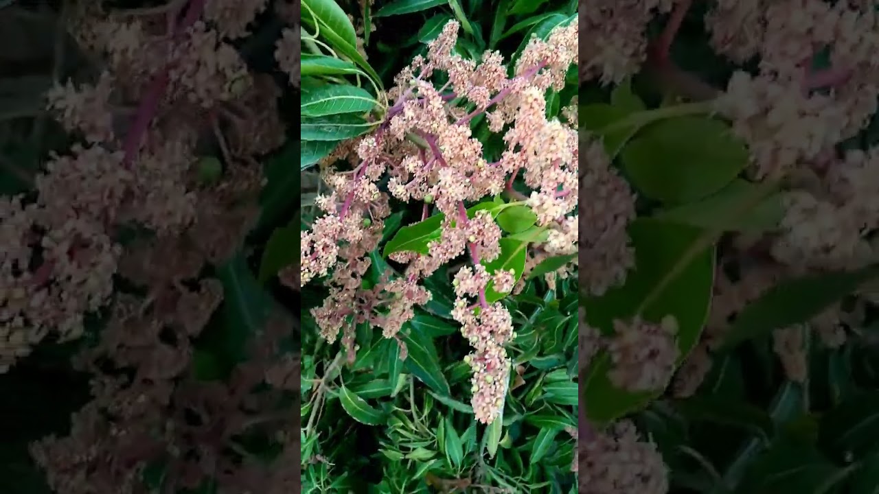 التزهير في أشجار المانجو 🌳