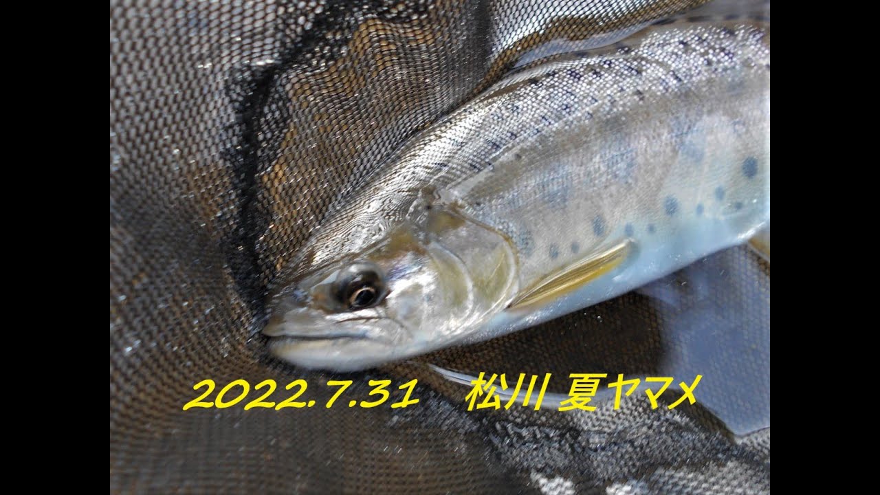 2022.7.31　松川  夏ヤマメ