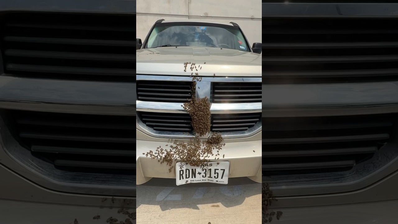The Queen was Dead &mdash; But the Bees Refused to Leave Her Behind