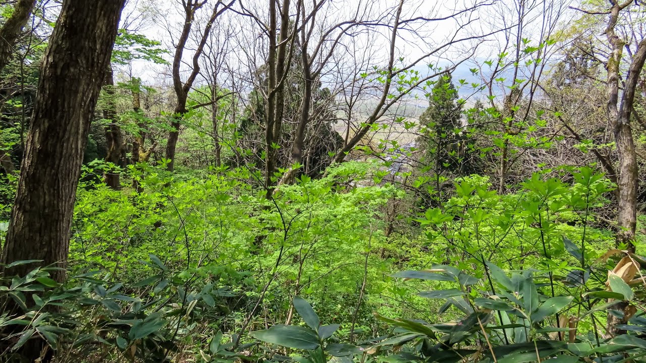 【新緑】新緑撮影で六万騎山へ行く！