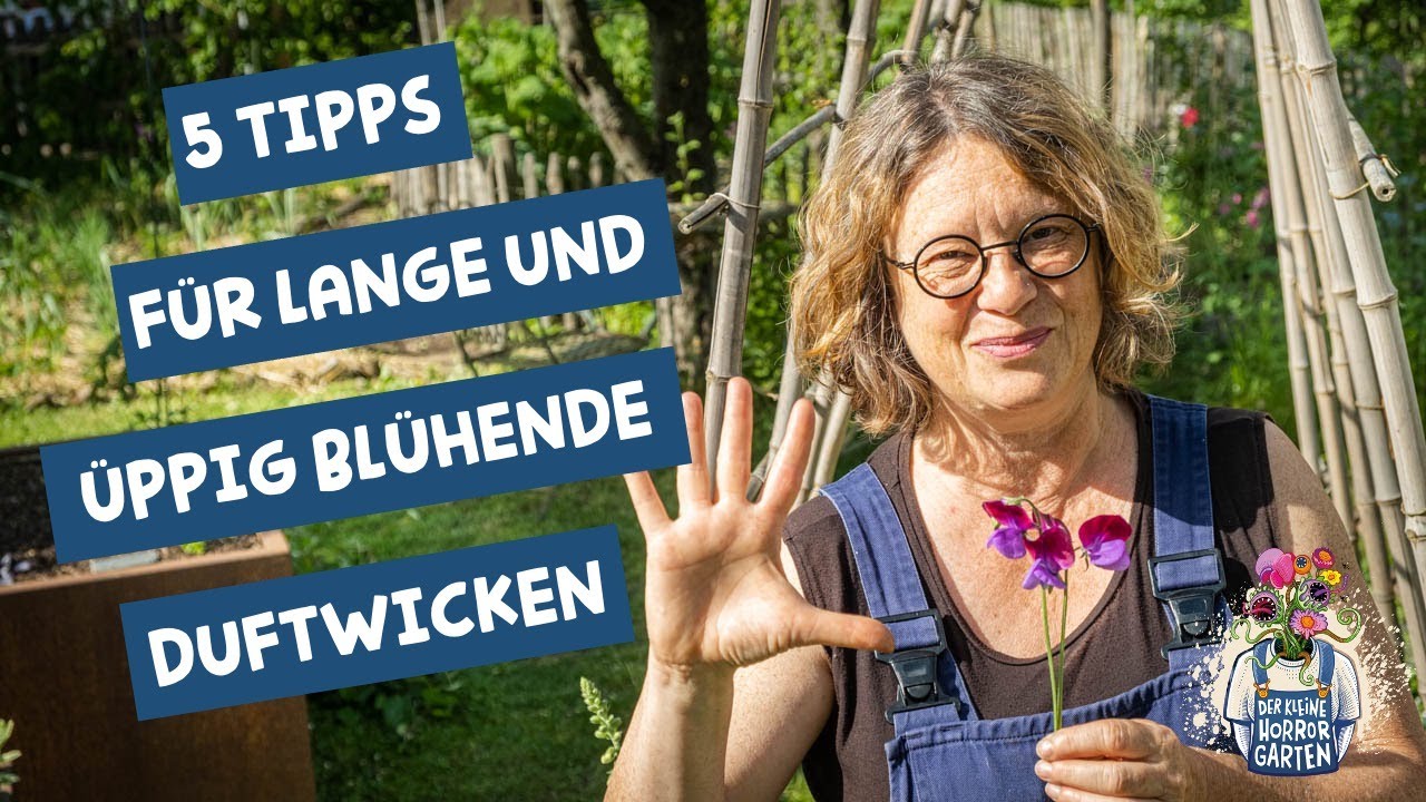 So bl&uuml;hen deine Duftwicken ewig!