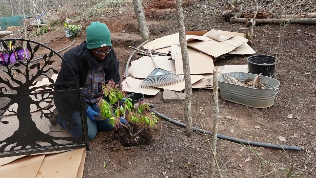 Установка новых садовых ворот и посадка кустарников в лесном саду.