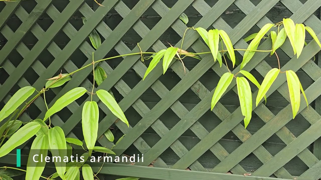 The Best Evergreen and Semi-Evergreen Climbers for Overlooked Gardens