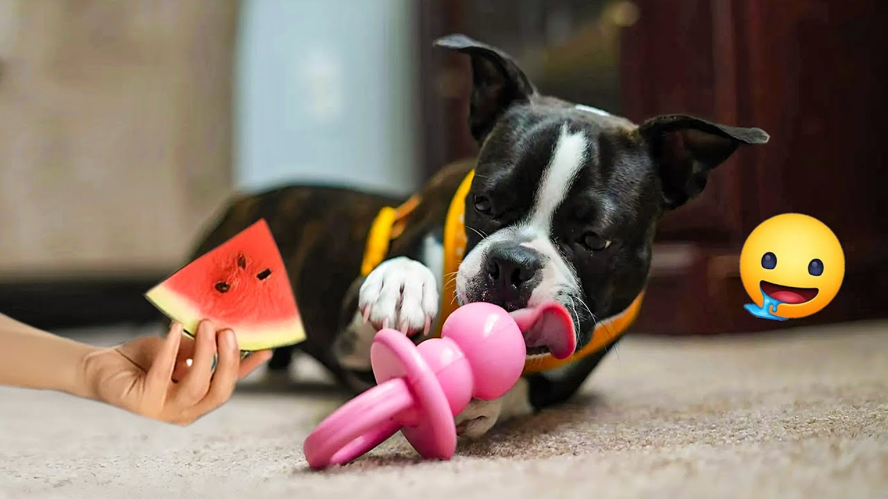 Smarty Funny Animal Video Clips 😹🐶 Cat and Dog Videos That Don't Disappoint You.