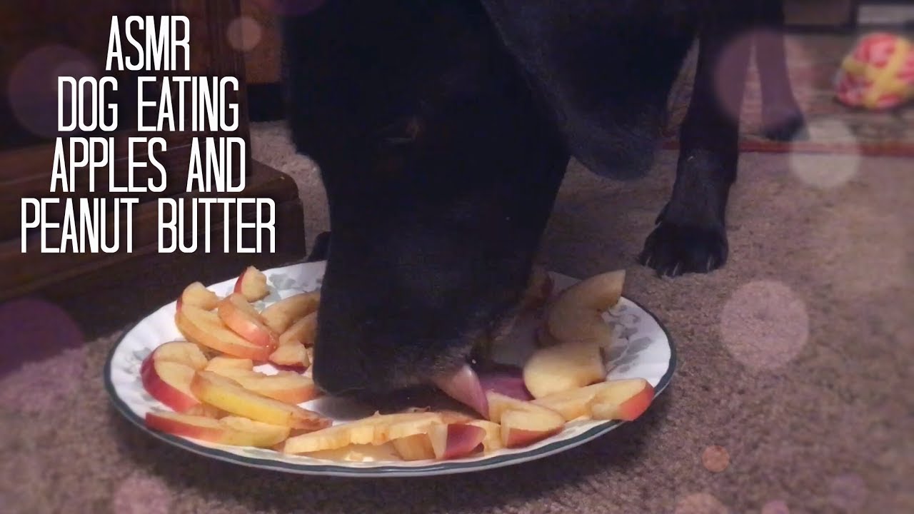 ASMR Dog Eating Crunchy Apples & Creamy Peanut Butter [Mouth Sounds] [No Talking]