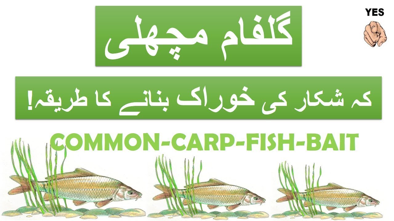 COMMON CARP FISH (گلفام مچھلی GULFAM ) GROUND & HOOK-BAIT