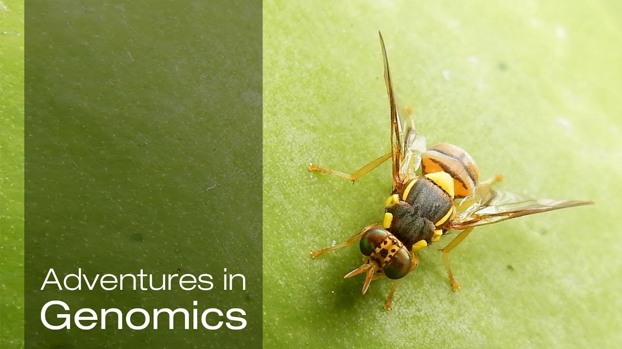 The Fruits of Fruit Fly Research| Adventures in Genomics