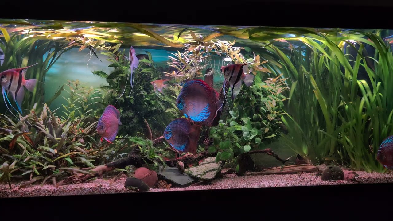 Diskus und Manacapuru Skalare im Südamerika Aquarium 