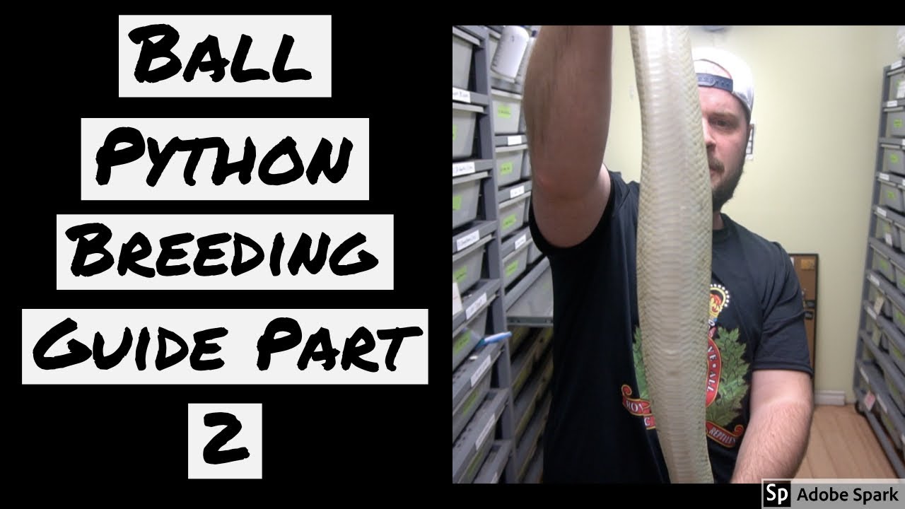 Ball Python Breeding Guide - Part 2
