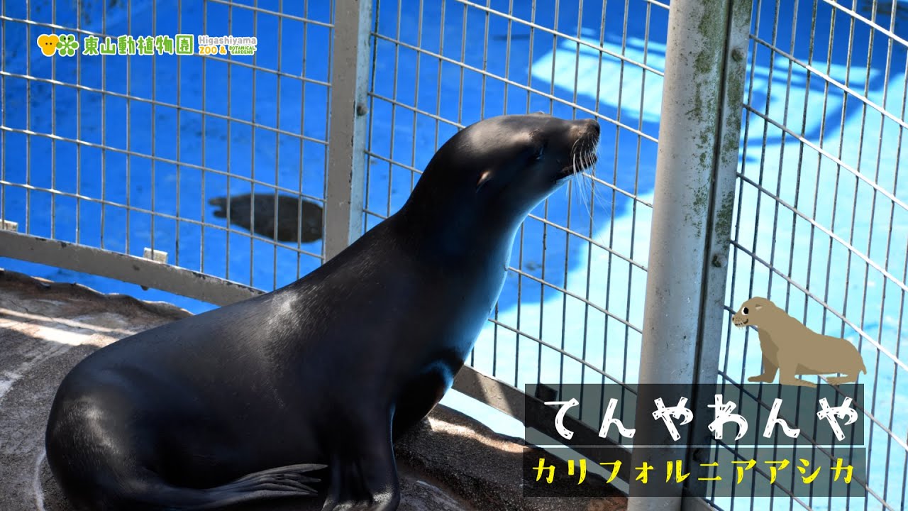 【東山動植物園公式】てんやわんや〜アシカのニコの合流〜《 カリフォルニアアシカ　アシカ 》